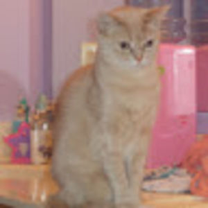 Meet your Posher, Ashlee